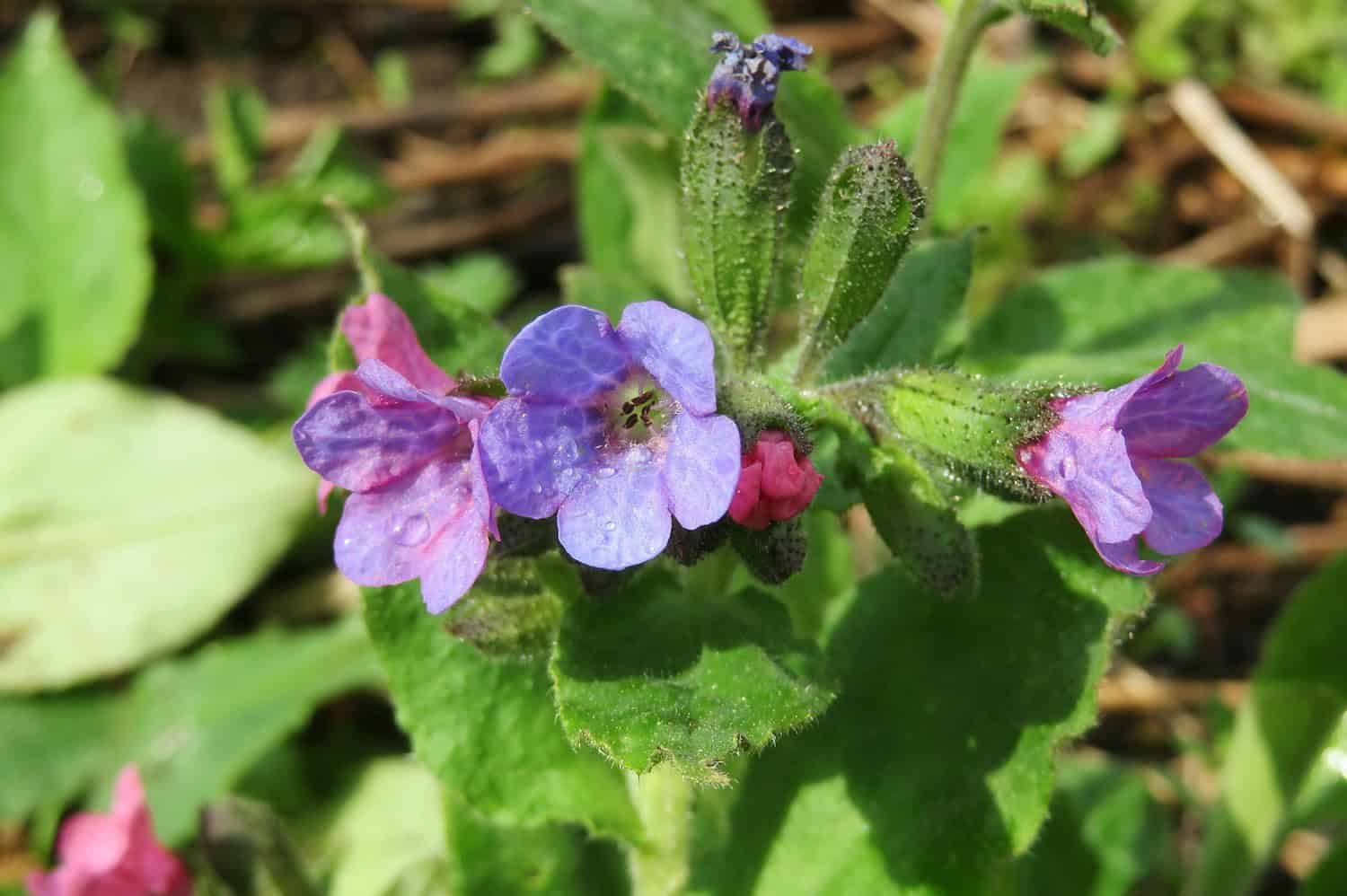 Purple pulmonaria (lungwort) flowers with small pink buds, spotted green leaves, forest floor setting