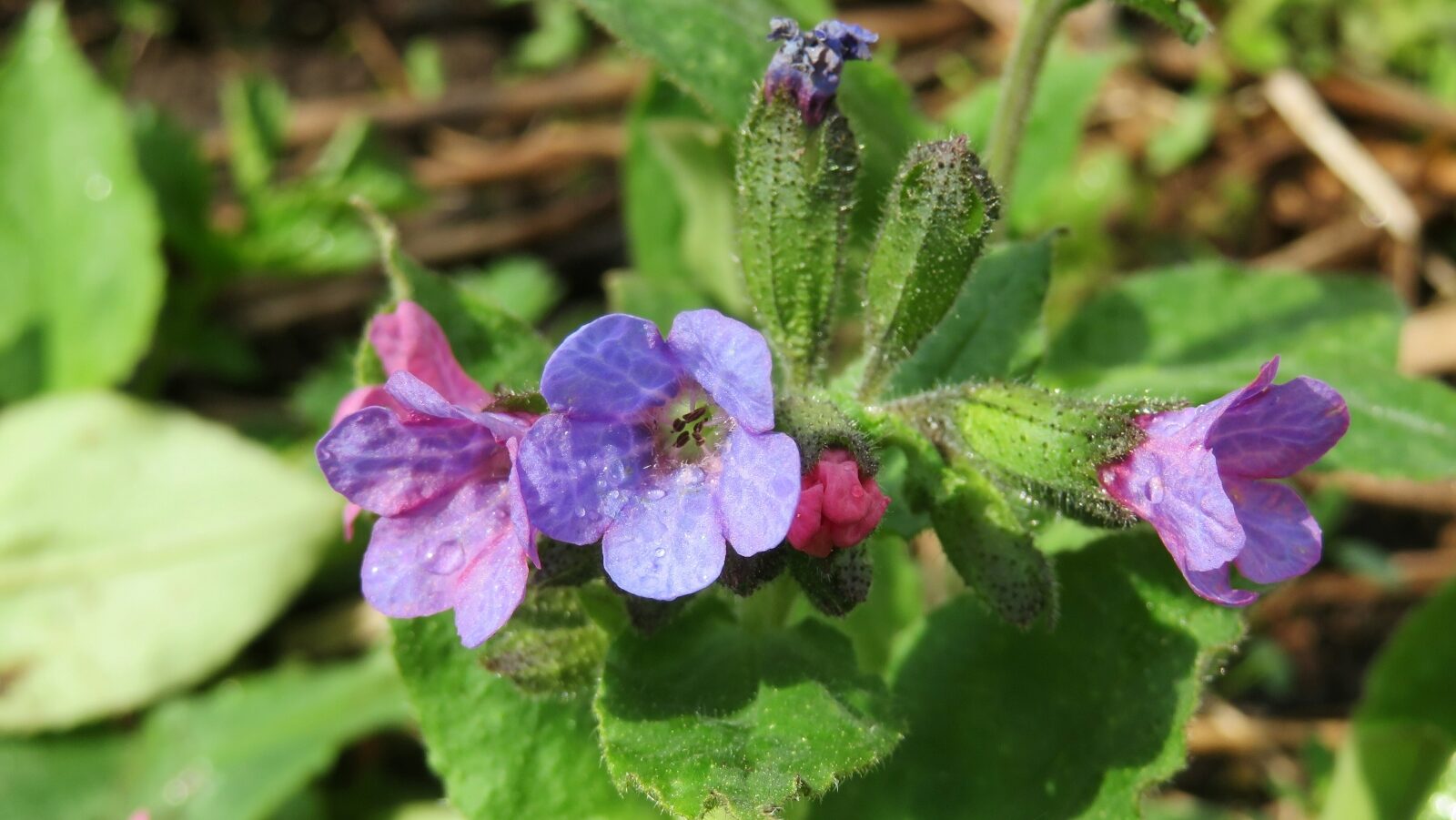 Purple pulmonaria (lungwort) flowers with small pink buds, spotted green leaves, forest floor setting
