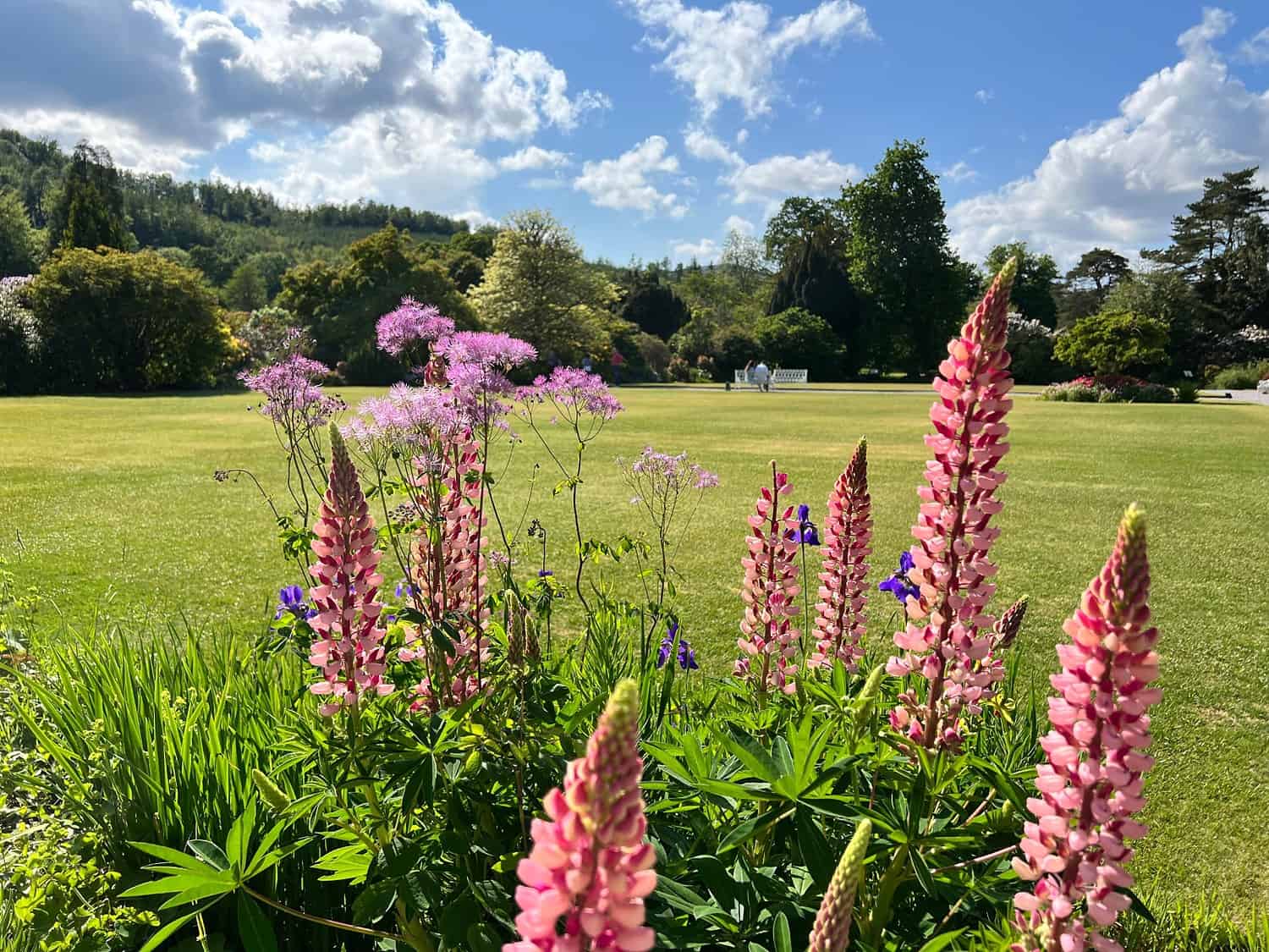 Pink lupine flowers in the foreground, tall spires reaching upward, lush green leaves, open field with scattered wildflowers, peaceful countryside setting, sunlight casting soft shadows