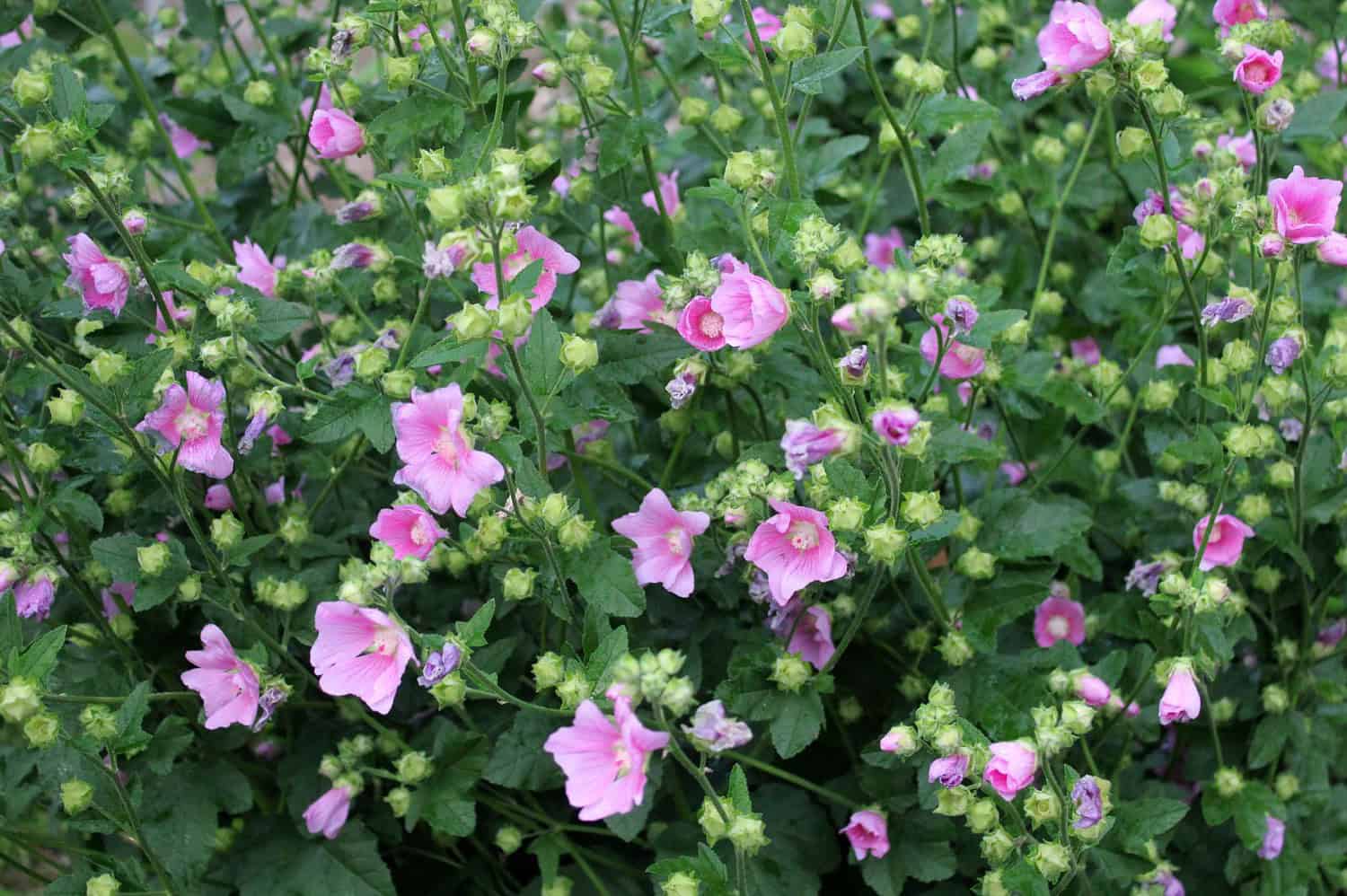 Pink mallow flowers with five petals blooming among dense green foliage and small buds in garden setting