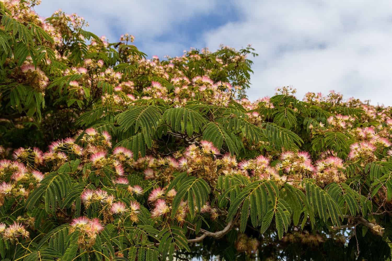 Mimosa tree with feathery pink silk-like flower clusters and delicate compound leaves against cloudy blue sky background