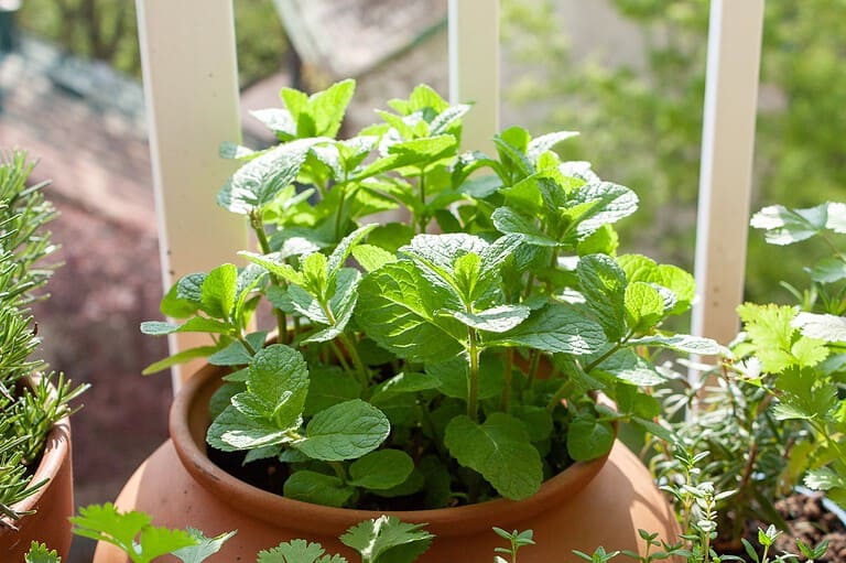 Fresh, vibrant mint plant with bright green leaves growing in a terracotta pot on a wooden surface near other herbs