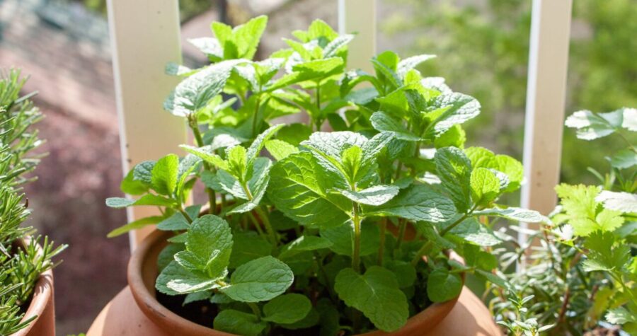 Fresh, vibrant mint plant with bright green leaves growing in a terracotta pot on a wooden surface near other herbs