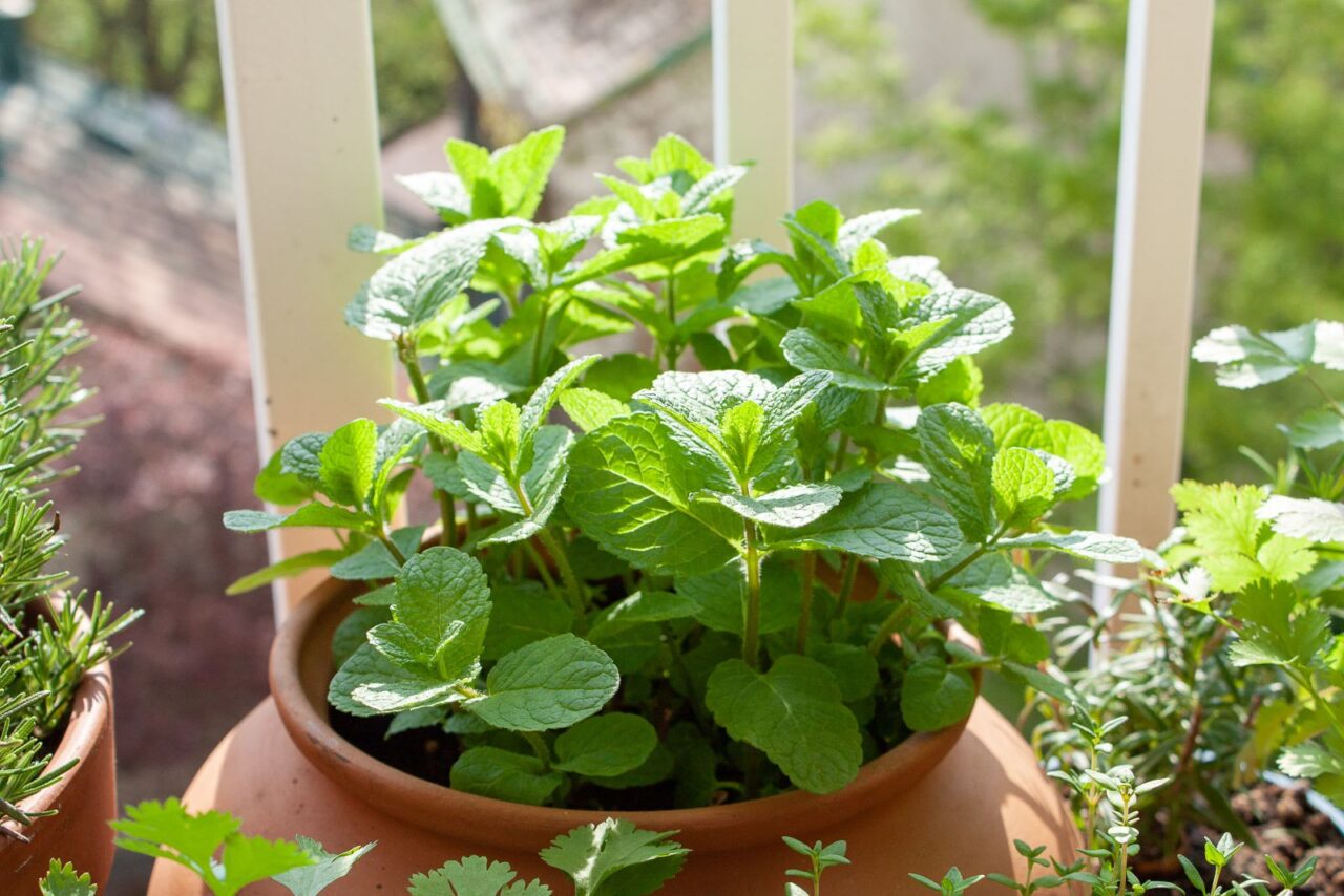 Fresh, vibrant mint plant with bright green leaves growing in a terracotta pot on a wooden surface near other herbs