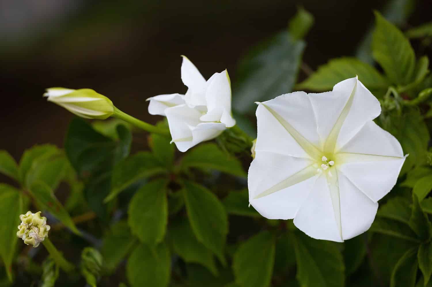 White flowering plant, open blossoms, delicate petals, green leaves, soft background