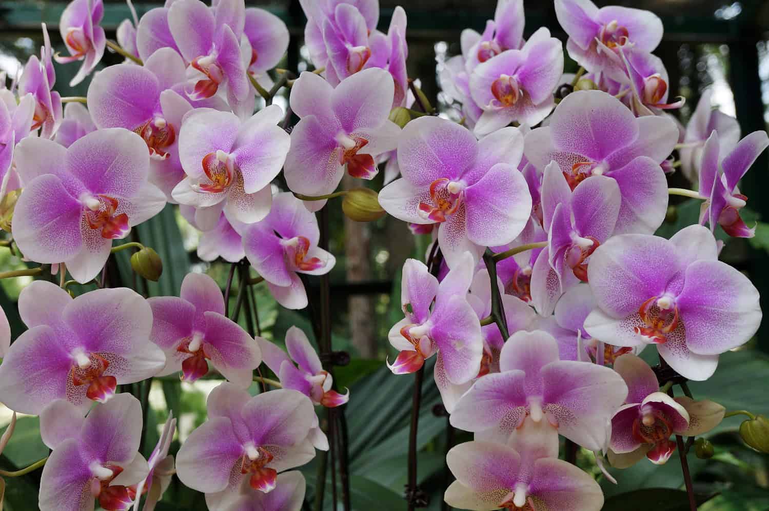 Pale pink and white orchids, delicate phalaenopsis blooms, multiple flowers on stems, soft pastel colors, indoor botanical display