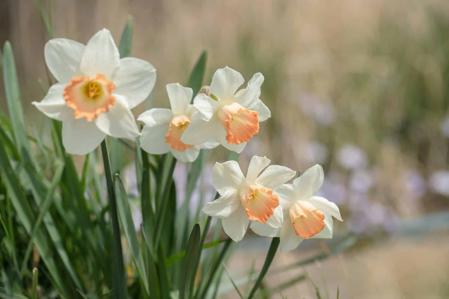 White and peach daffodils, delicate petals, green stems, soft-focus background, natural outdoor setting, gentle sunlight, spring bloom, serene atmosphere