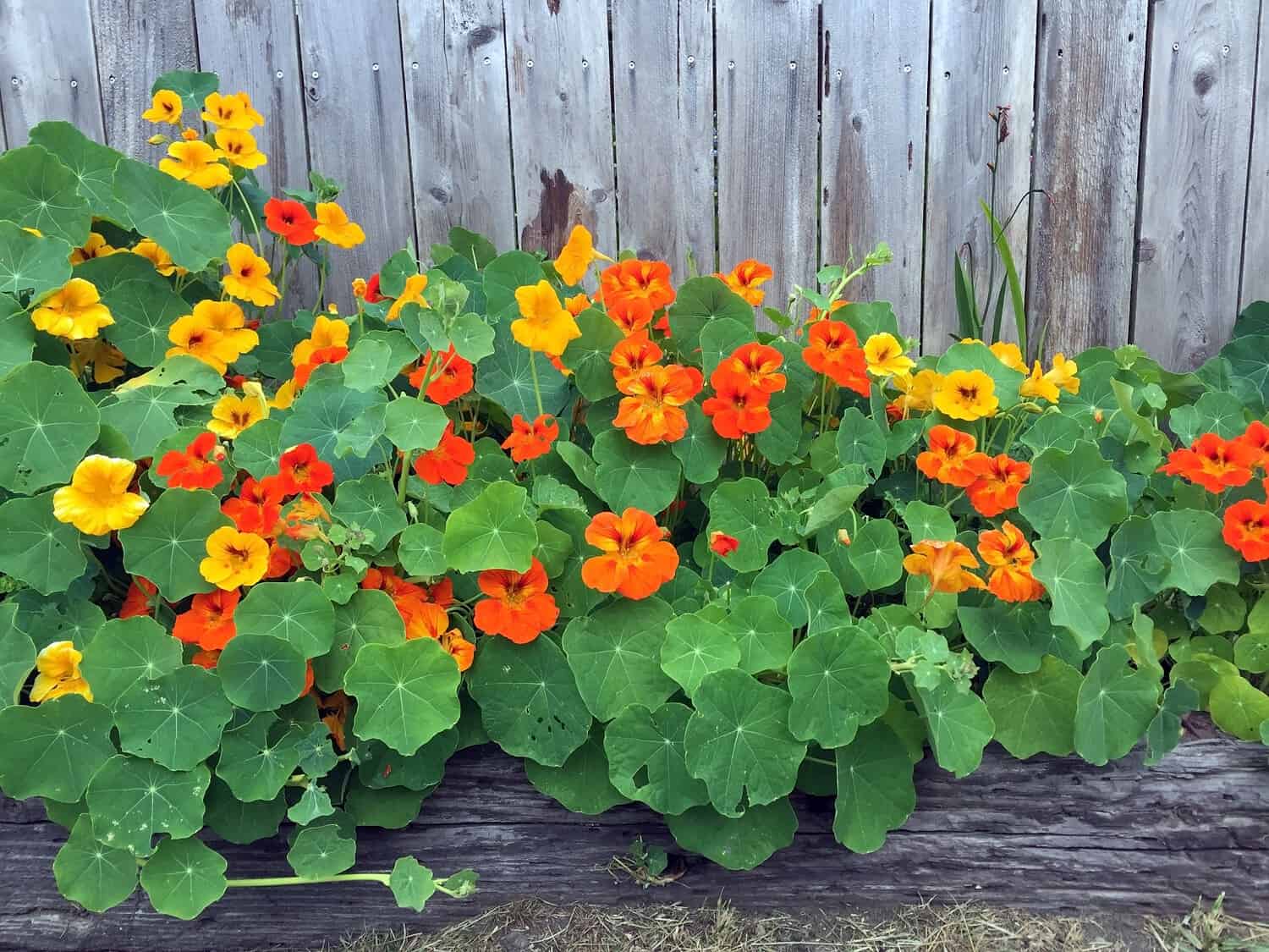 Nasturtium plant, bright orange and yellow flowers, round green leaves, growing along a wooden fence, lush and vibrant, ornamental and edible, garden border plant