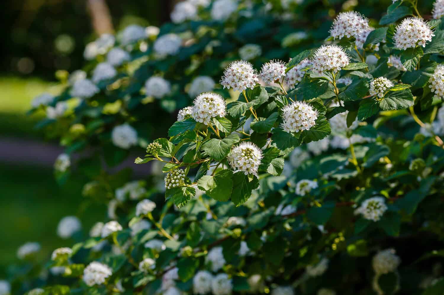 Green bush with clusters of small white flowers, blooming in natural outdoor light, dense foliage in the background