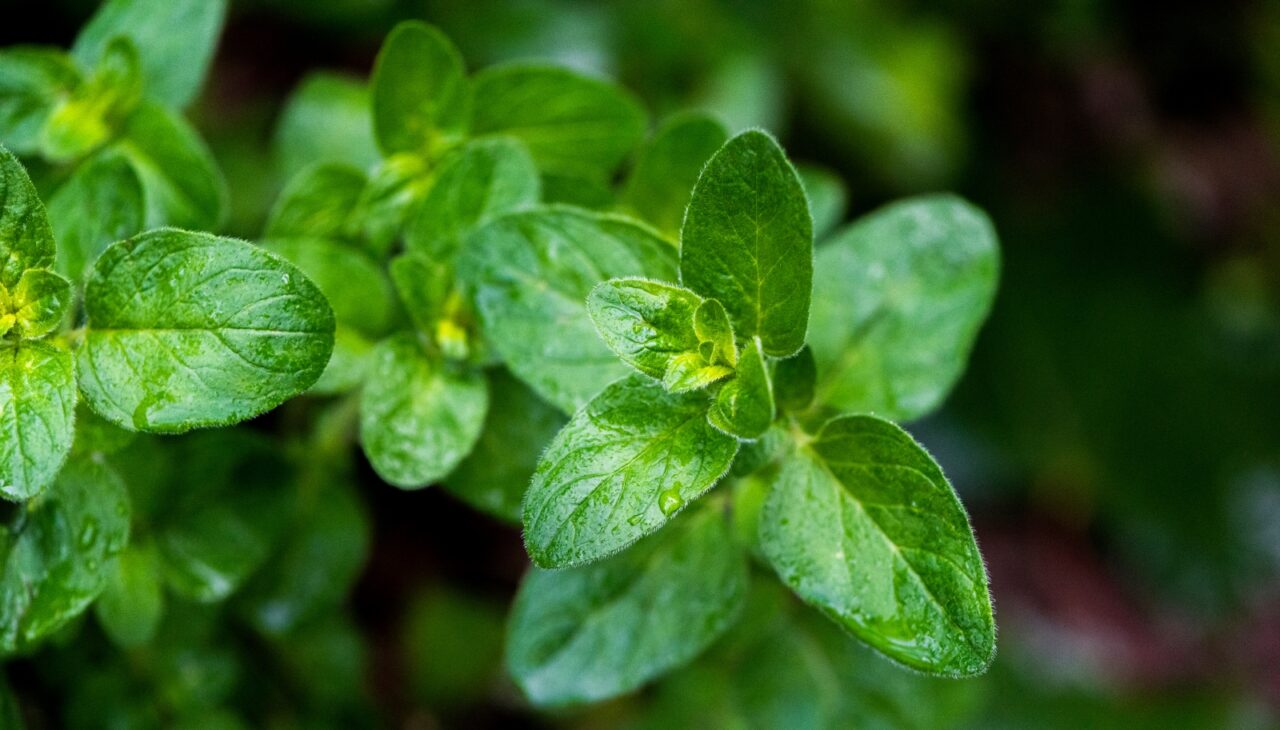 Green oregano leaves, covered in tiny water droplets, growing in a garden, fresh and aromatic, used for cooking, dense foliage, natural herb plant