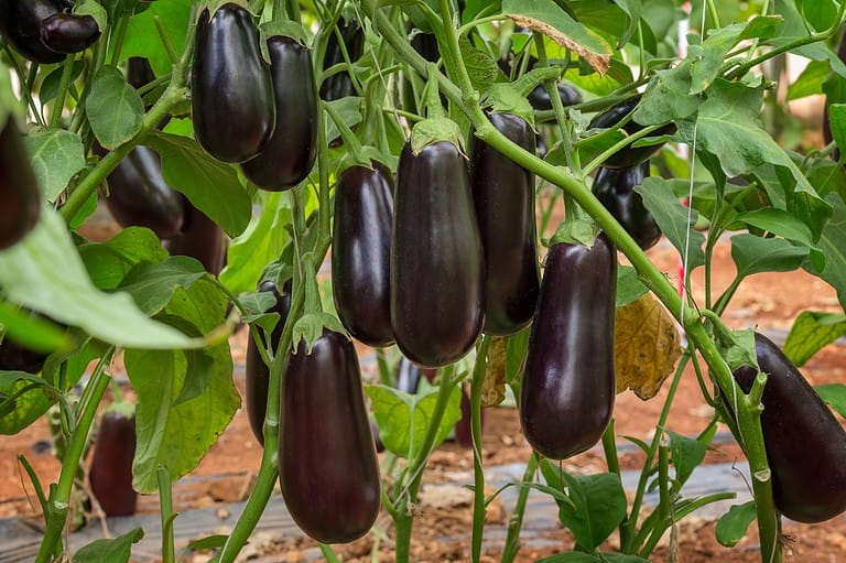 Eggplants growing on a plant, ripe purple eggplants hanging, fresh vegetables on the vine, healthy garden produce, vibrant eggplant fruits ready for harvest