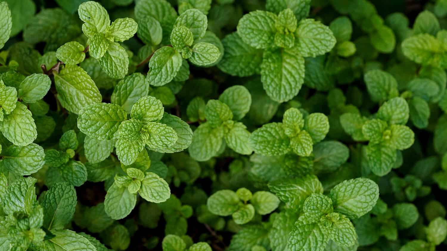 Close-up of vibrant green mint leaves, dense foliage, fresh herb garden, textured leaf patterns