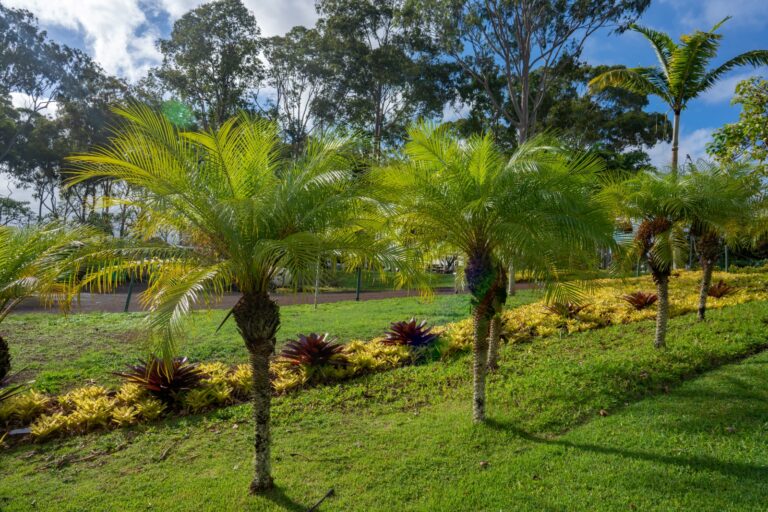 14 Simple DIY Orchid Conditioners for Thriving, Abundant Blooms