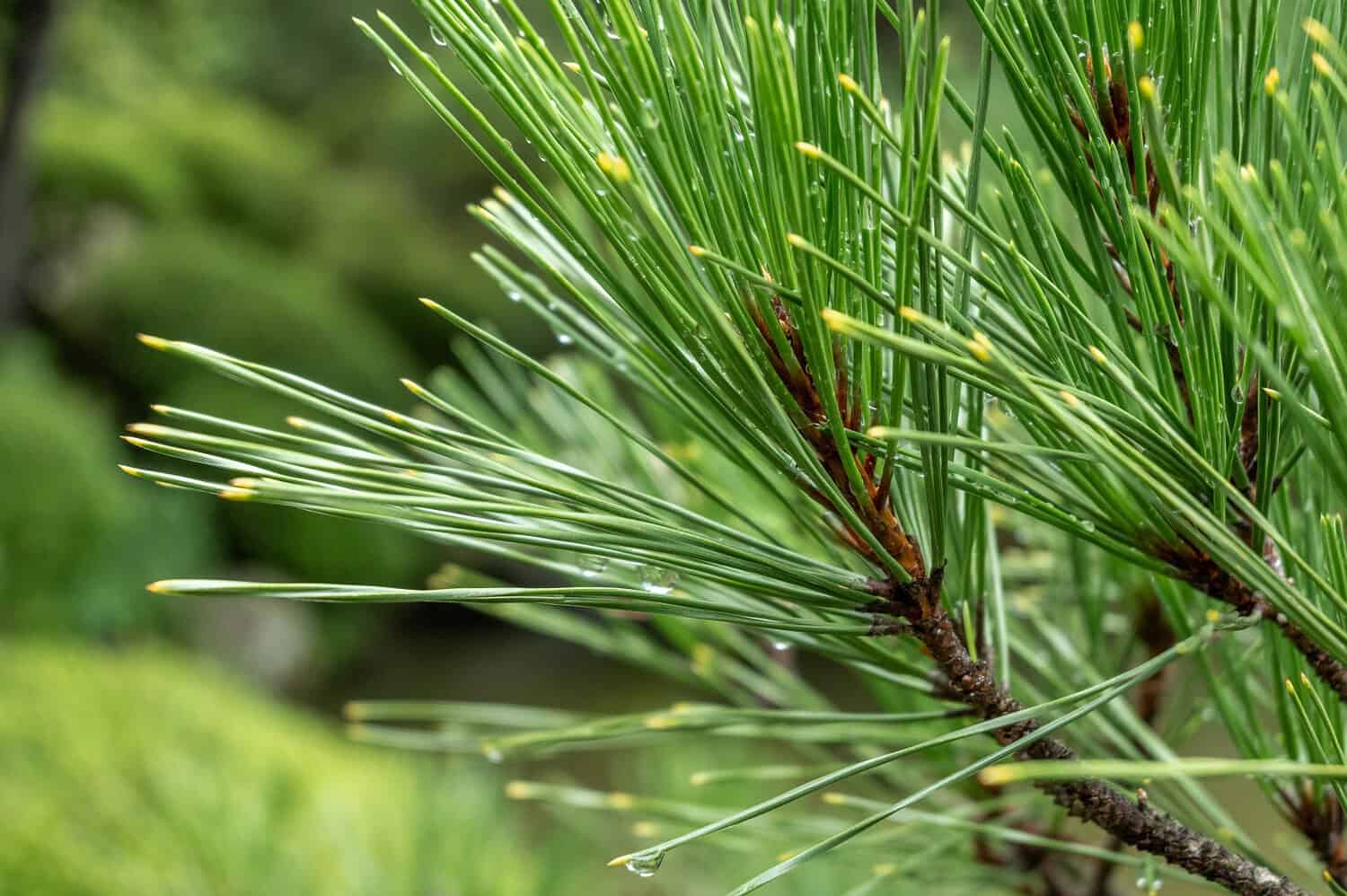 Close-up of green pine needles, slender and pointed, clustered on a brown branch, blurred natural background
