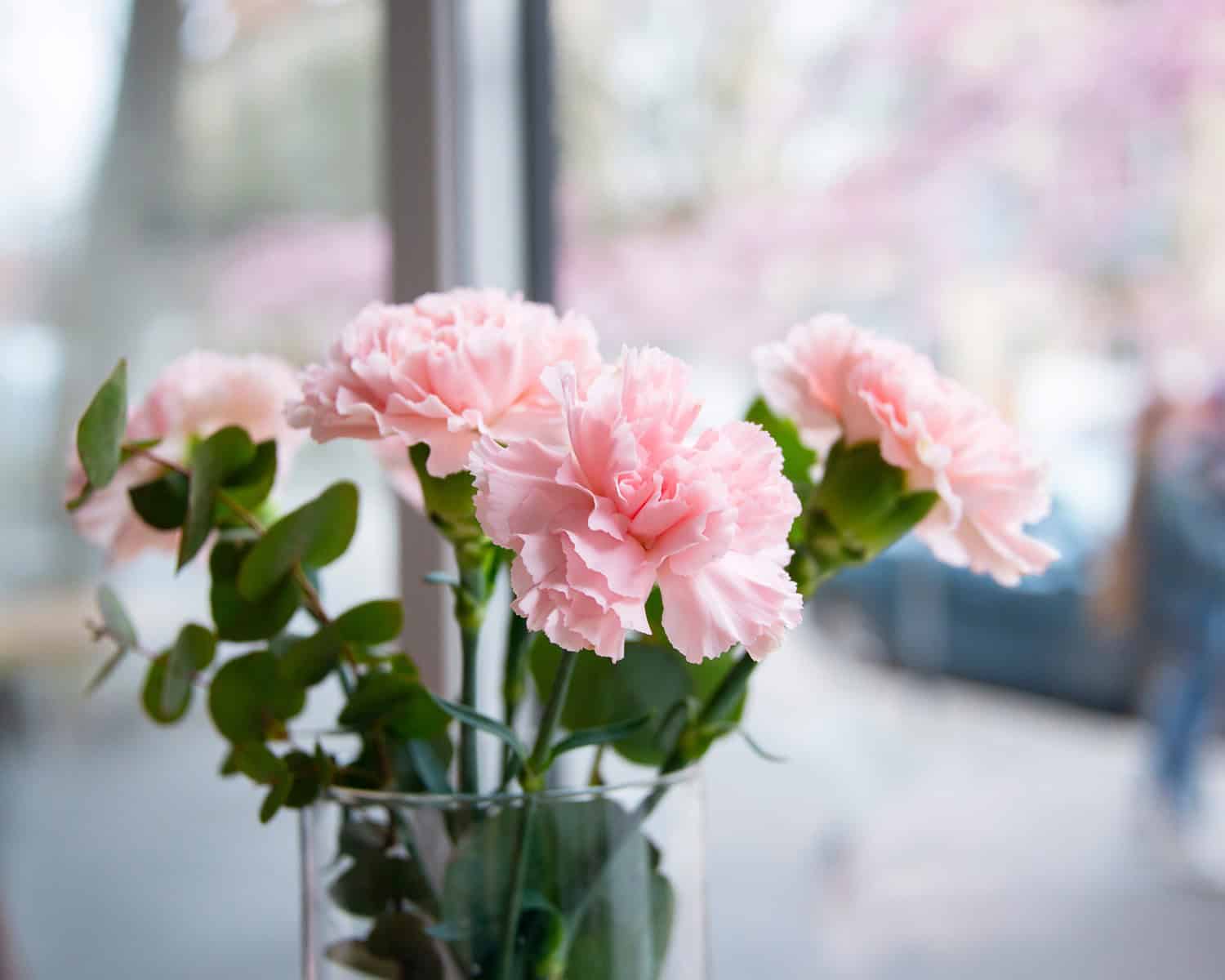 Soft pink carnations in a clear glass vase, green leaves and stems, placed near a window, blurred outdoor background with trees and natural light