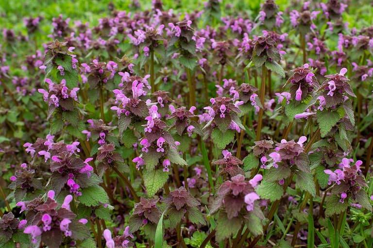 Dense cluster of purple dead-nettle plants with small pink-purple flowers growing above green and burgundy-tinged leaves in garden