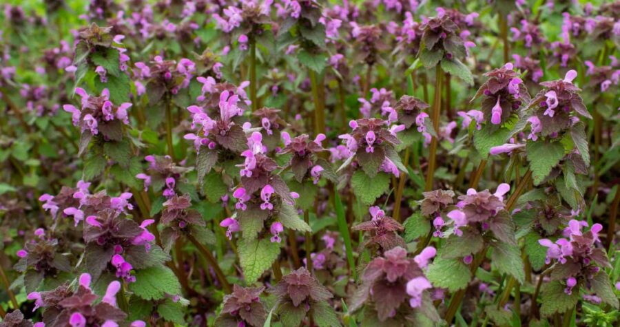 Dense cluster of purple dead-nettle plants with small pink-purple flowers growing above green and burgundy-tinged leaves in garden