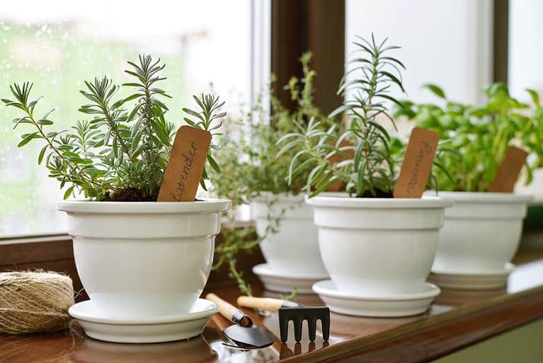 White ceramic pots with green herbs, rosemary plants, windowsill garden, indoor herb growing, natural lighting, kitchen gardening