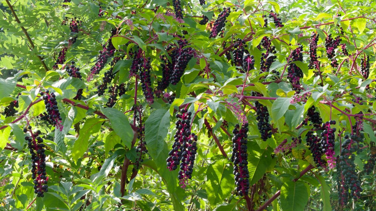 A pokeweed plant with deep purple berries, red stems, and large green leaves