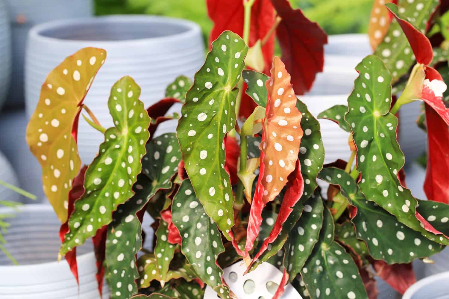 A vibrant polka dot begonia plant with green and orange leaves covered in white spots, set against stacked white pots in the background