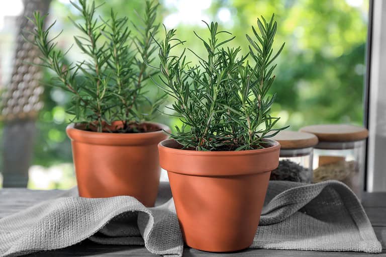 Two rosemary plants in terracotta pots, placed on a soft gray cloth, green needle-like leaves reaching upward, a blurred outdoor background, natural sunlight filtering through, fresh herbs for cooking