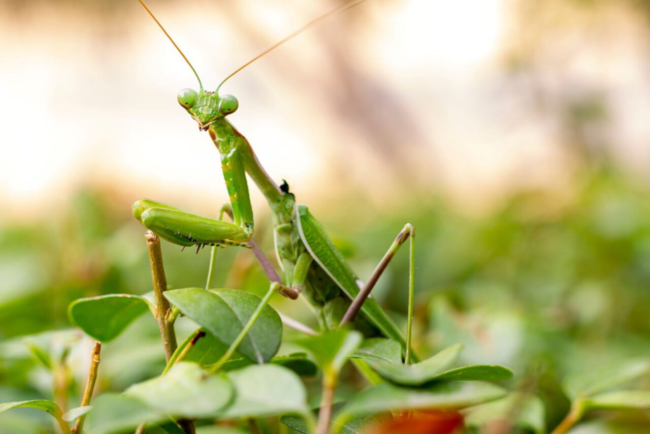 Green praying mantis perched on leafy vegetation