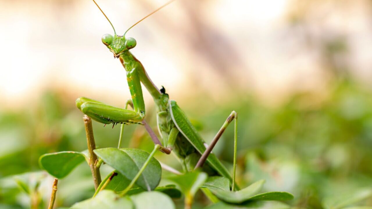 Green praying mantis perched on leafy vegetation