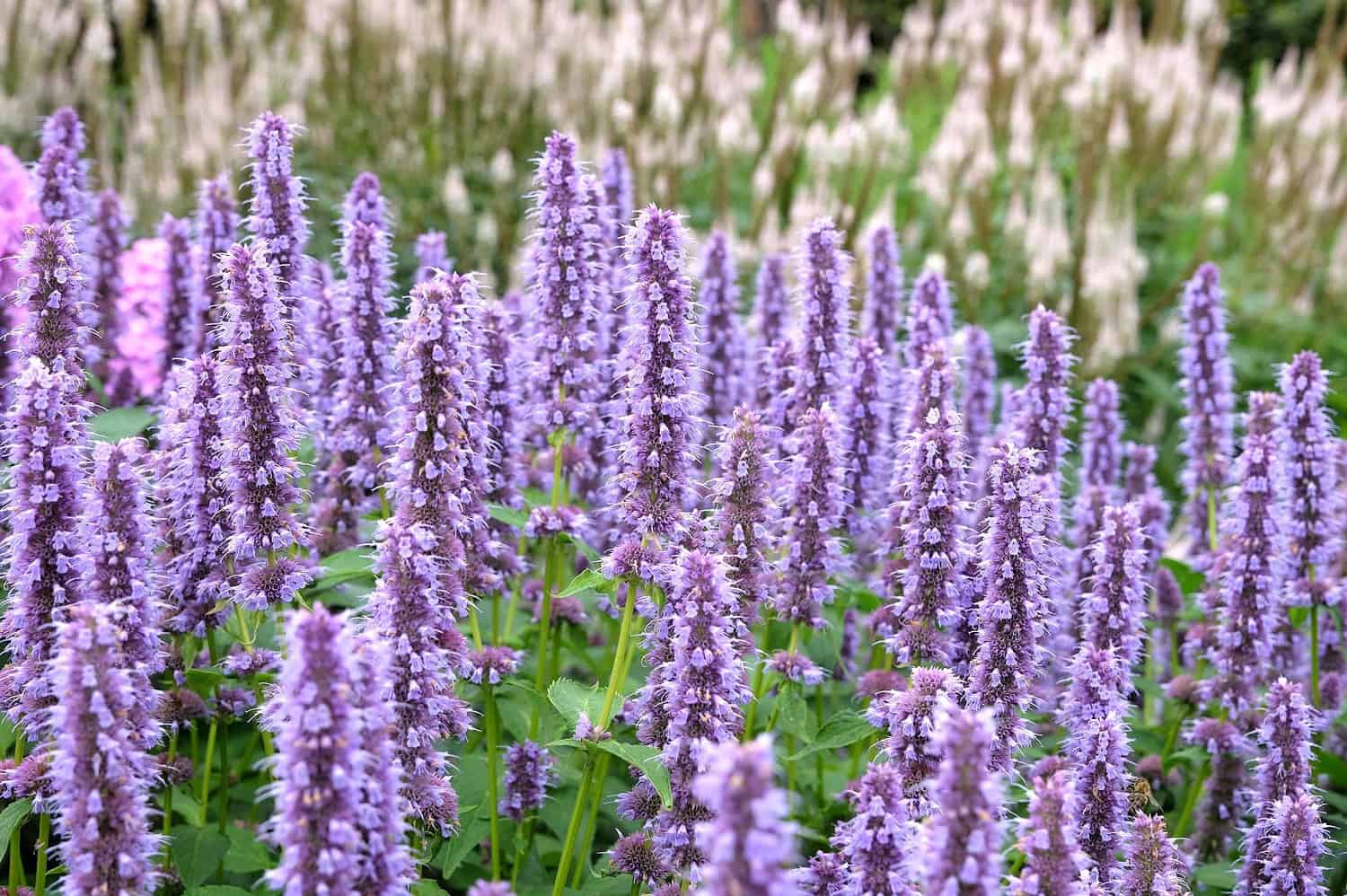 Purple flowering Anise hyssop plants growing in a garden with ornamental grasses creating a soft backdrop