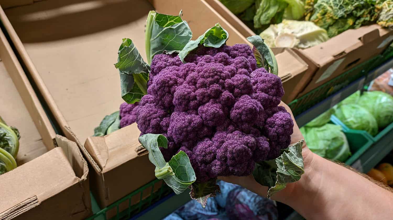 Purple cauliflower, person holding a fresh purple cauliflower, vibrant purple cauliflower head, freshly harvested cauliflower