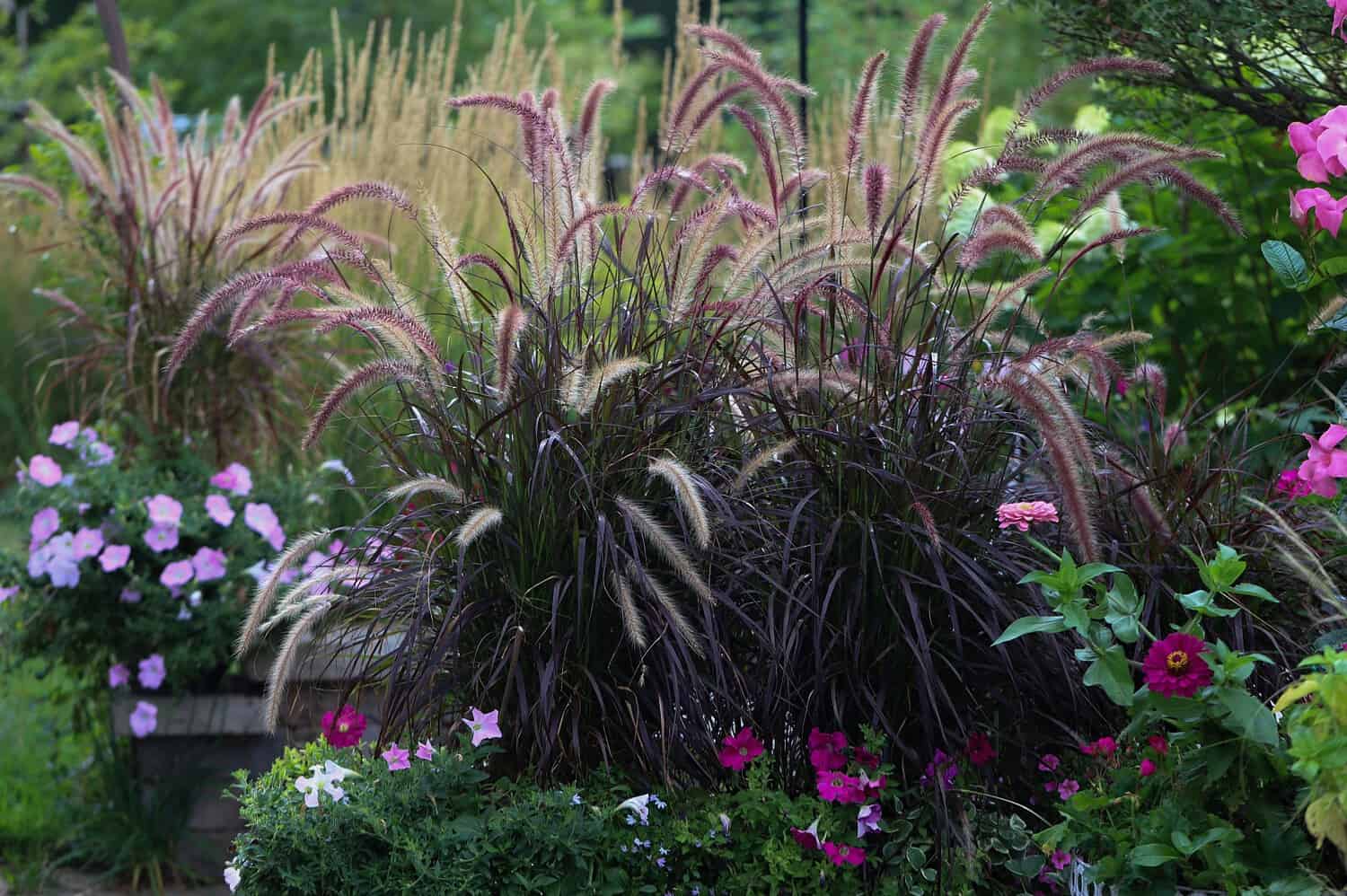 Ornamental purple fountain grass with feathery plumes surrounded by pink flowers in a lush garden border setting