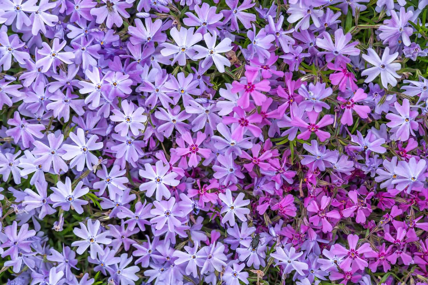 Purple and pink phlox flowers, dense floral ground cover, delicate star-shaped petals, vibrant spring bloom, lush green foliage, colorful garden display, soft natural texture