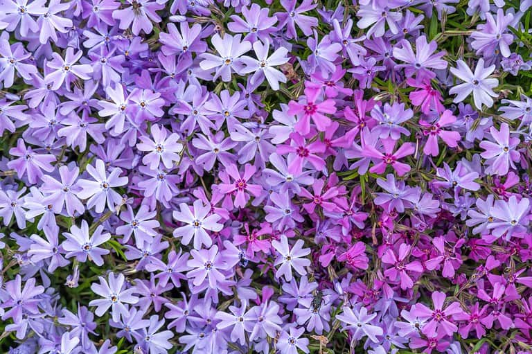 Purple and pink phlox flowers, dense floral ground cover, delicate star-shaped petals, vibrant spring bloom, lush green foliage, colorful garden display, soft natural texture