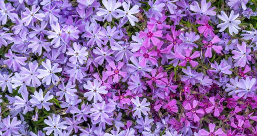 Purple and pink phlox flowers, dense floral ground cover, delicate star-shaped petals, vibrant spring bloom, lush green foliage, colorful garden display, soft natural texture