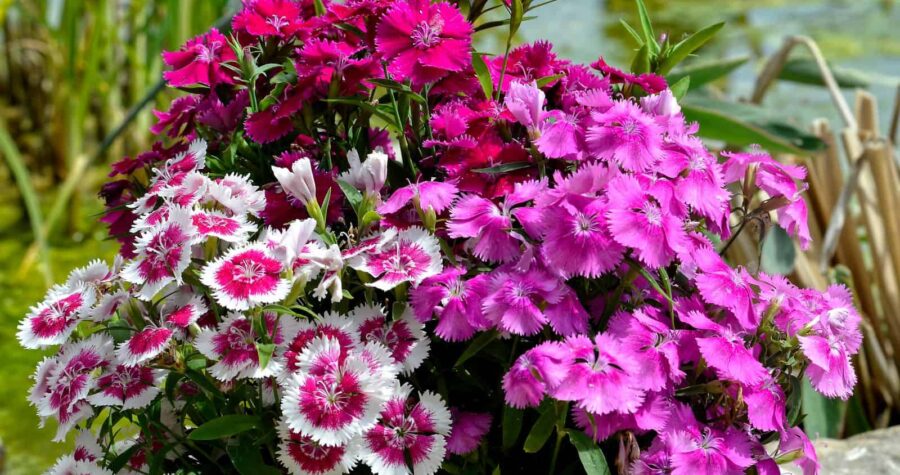 Beautiful dianthus flowers, shades of pink and white, lush green leaves, garden setting, delicate petals, intricate patterns, fresh and lively atmosphere