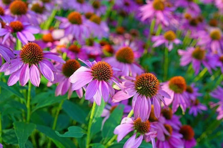 Vibrant purple coneflowers with orange centers, green leaves, blurred background, multiple blooms in soft focus
