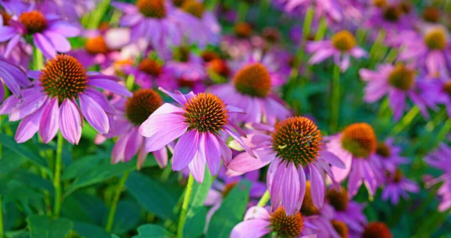 Vibrant purple coneflowers with orange centers, green leaves, blurred background, multiple blooms in soft focus