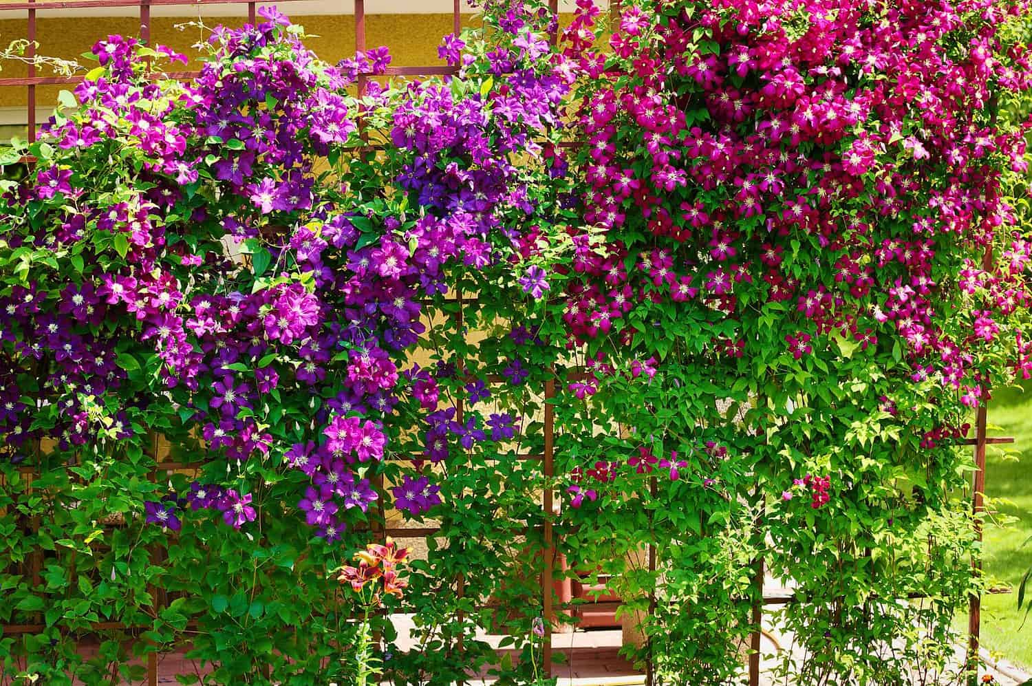 Vibrant purple and pink flowers cascade down a garden wall, creating a colorful floral display in bright sunlight, wooden gate partially visible beneath