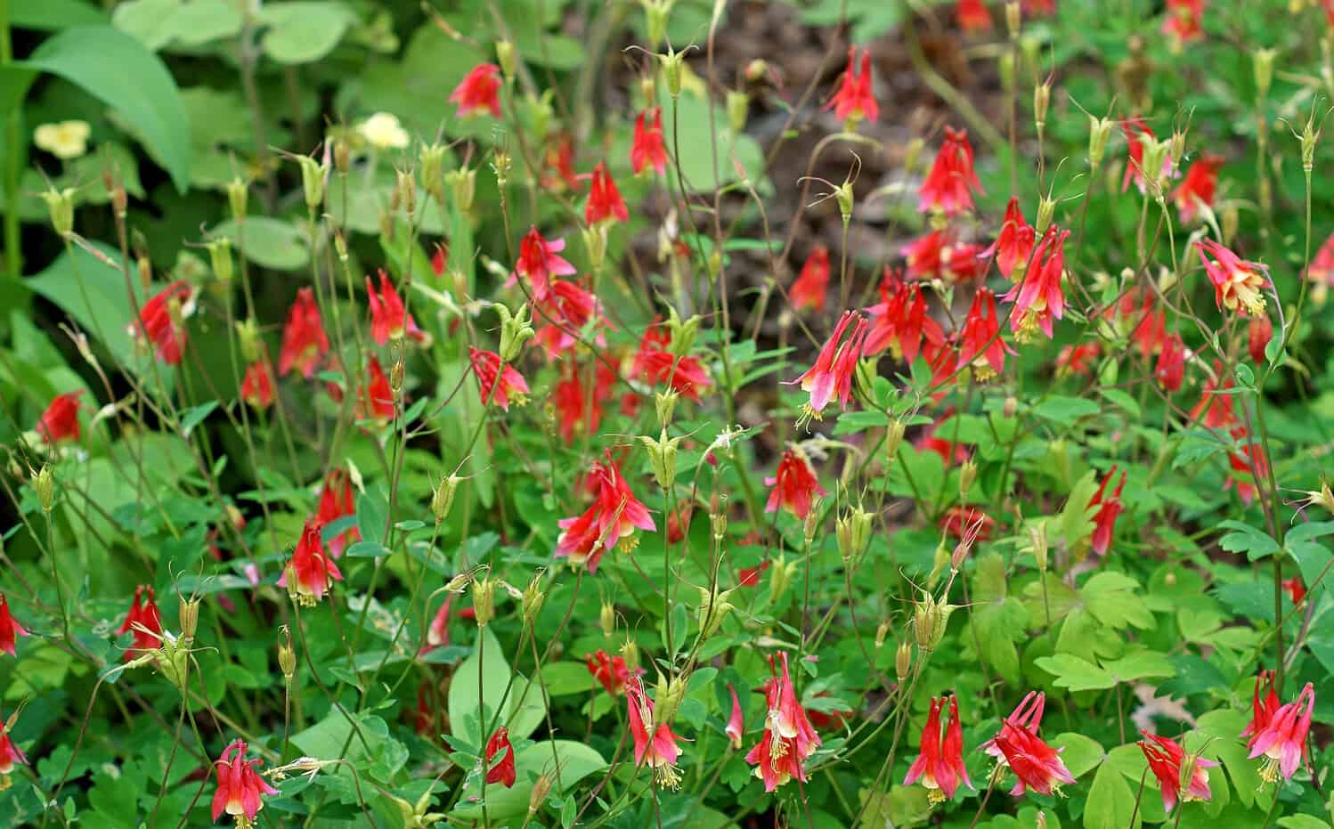 Red columbine flowers, delicate bell-shaped blooms, green foliage background, wild garden setting, clustered flowers in nature, woodland plant with bright red petals