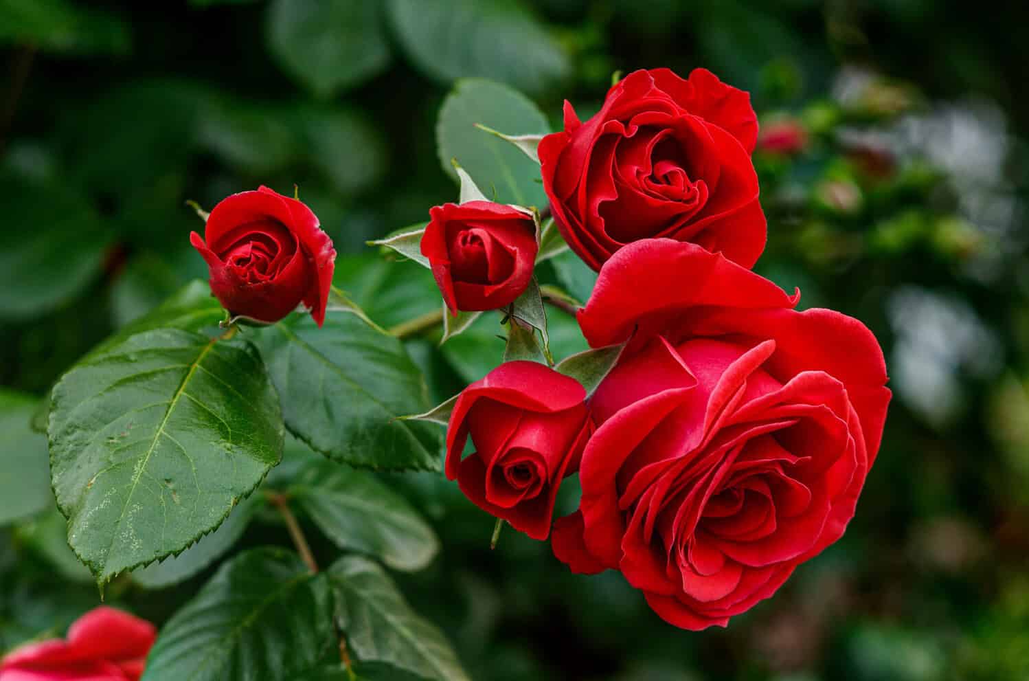 A cluster of red roses in full bloom, velvety petals unfolding, surrounded by deep green leaves, blurred garden background