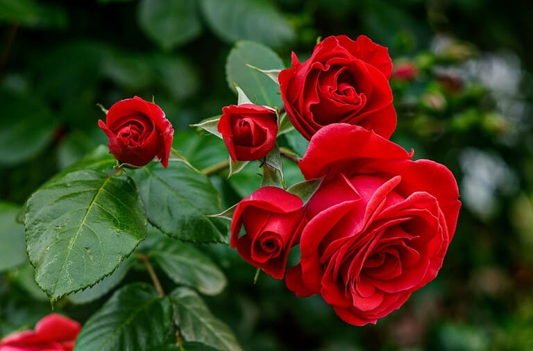 A cluster of red roses in full bloom, velvety petals unfolding, surrounded by deep green leaves, blurred garden background