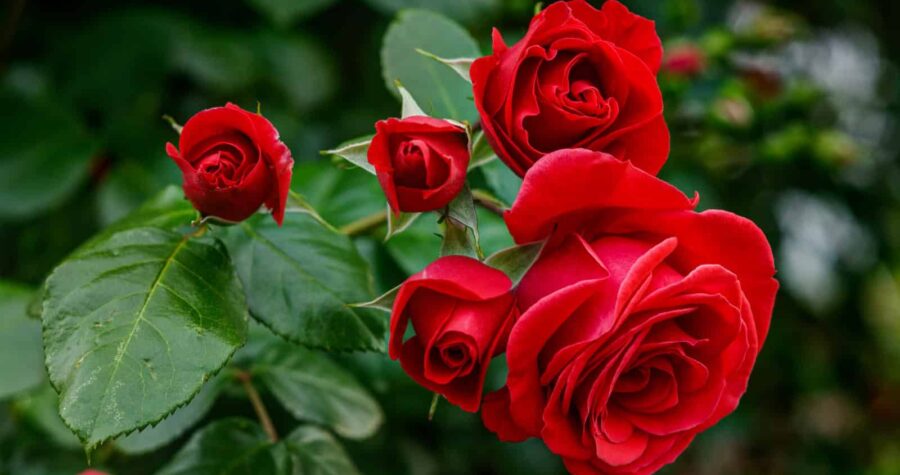 A cluster of red roses in full bloom, velvety petals unfolding, surrounded by deep green leaves, blurred garden background
