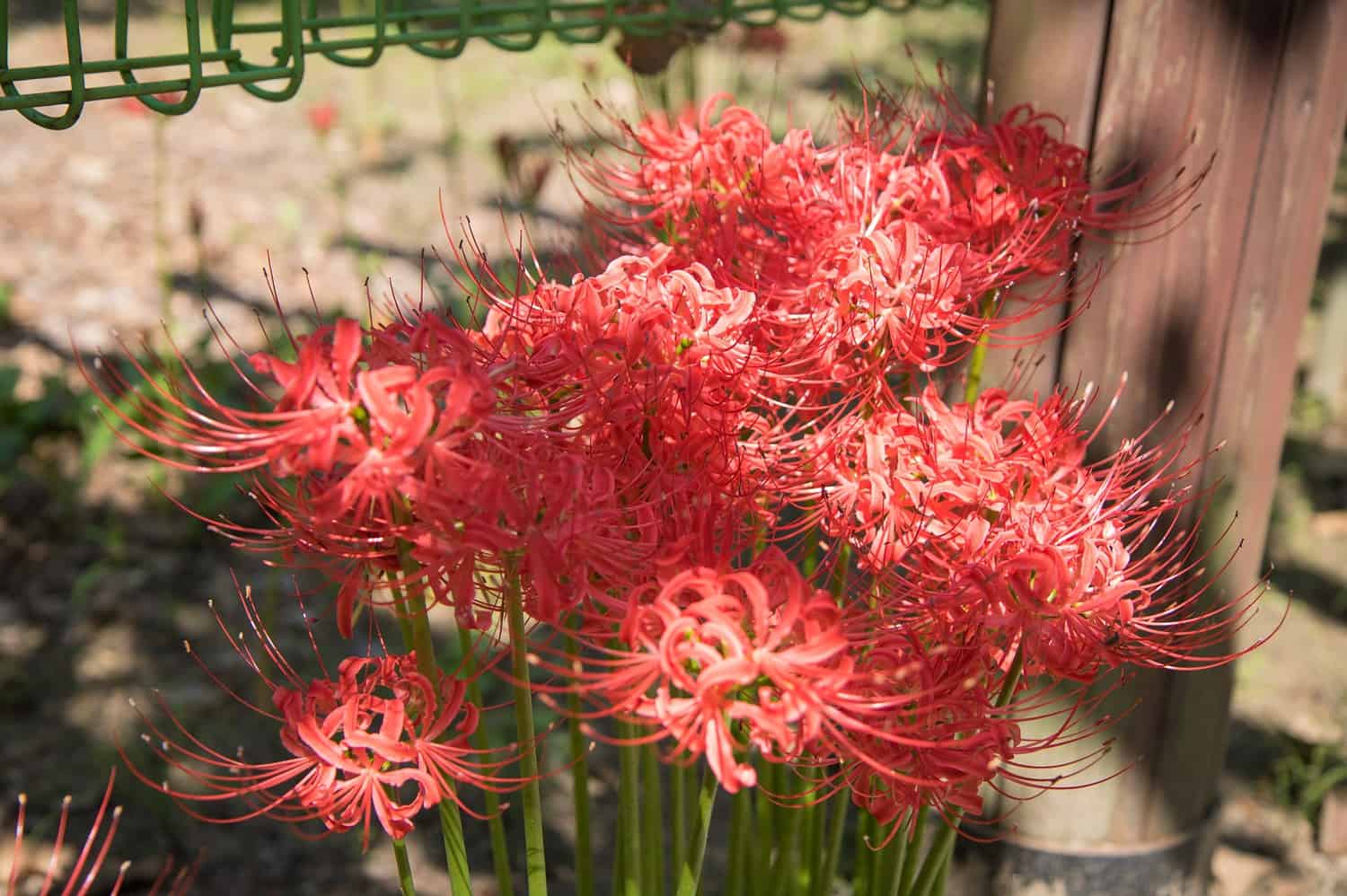 Cluster of vibrant red spider lilies (Lycoris radiata) with thin, spider-like petals blooming in a garden setting. The flowers have long stamens extending outward, creating a distinctive spiky appearance against a blurred green background