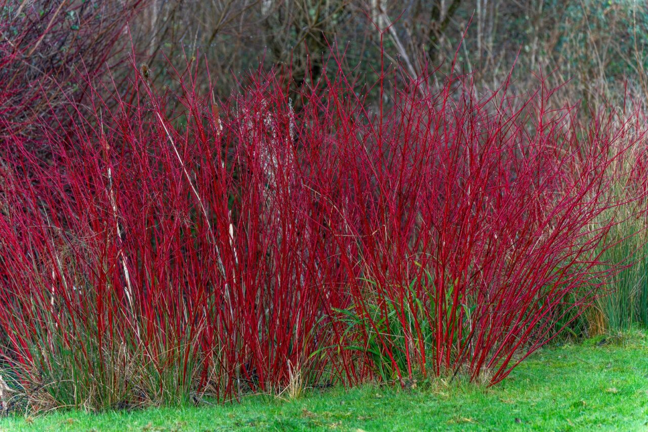 Dense cluster of bright red dogwood stems growing along the edge of a grassy field, set against a backdrop of bare trees, highlighting vivid winter color in a natural landscape