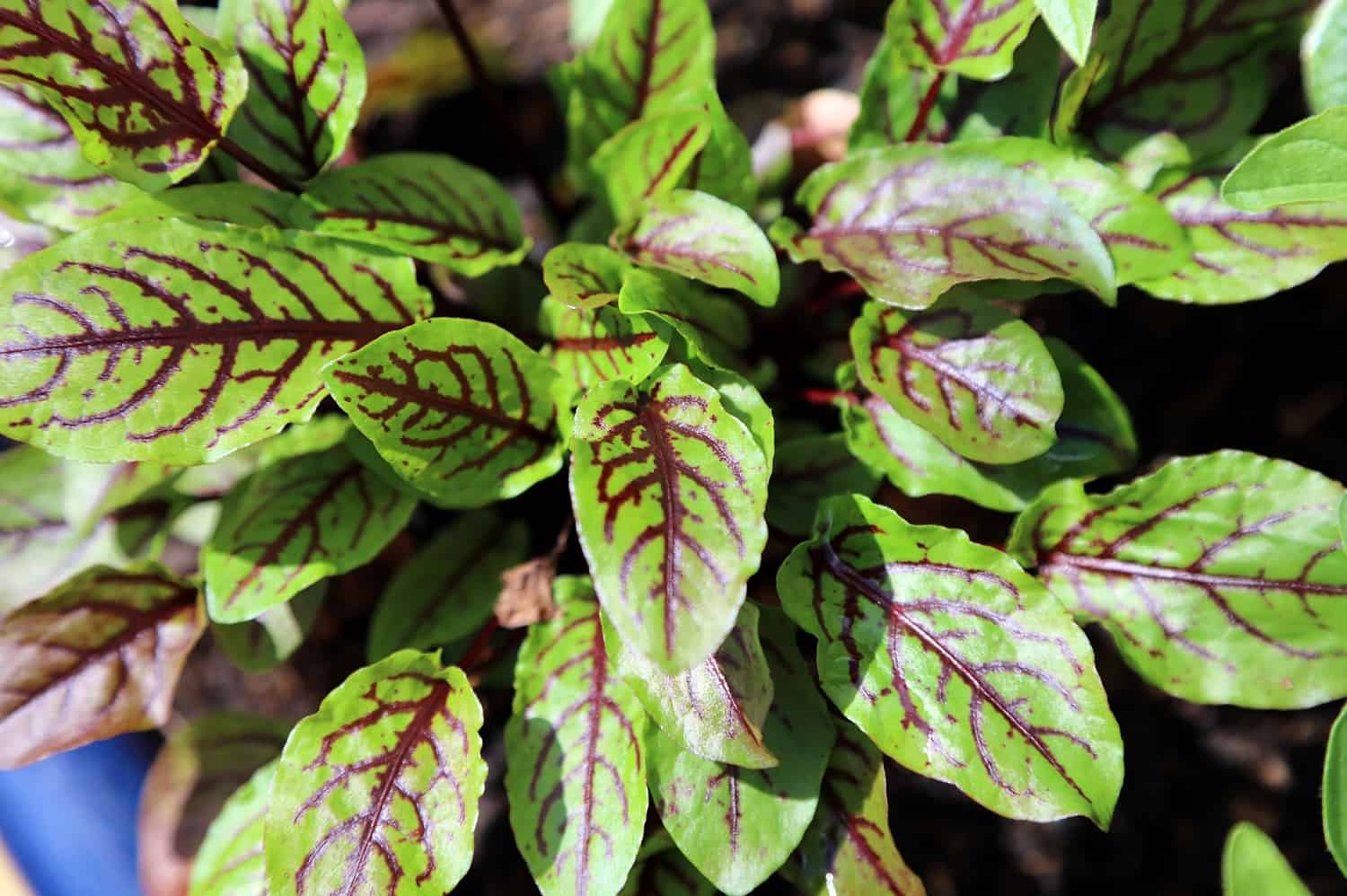 Blood-veined sorrel plants with distinctive green leaves featuring prominent red veins growing in a cluster from soil base