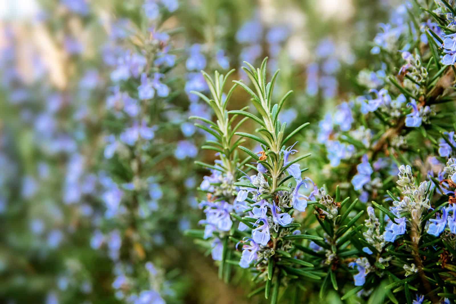 Close-up of rosemary plant with slender green needles and small light blue flowers blooming against a softly blurred background