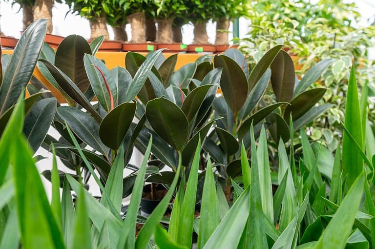 Orange tulip buds on green stems with leaves, early spring flowers, garden blooming, natural outdoor setting