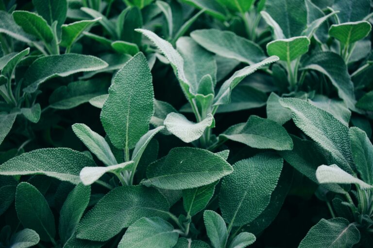 The image shows a close-up of sage leaves, their green color and velvety texture are clearly visible, the leaves are arranged in clusters, the background is blurred, the overall impression is that of a healthy, vibrant herb, typically used for culinary or medicinal purposes