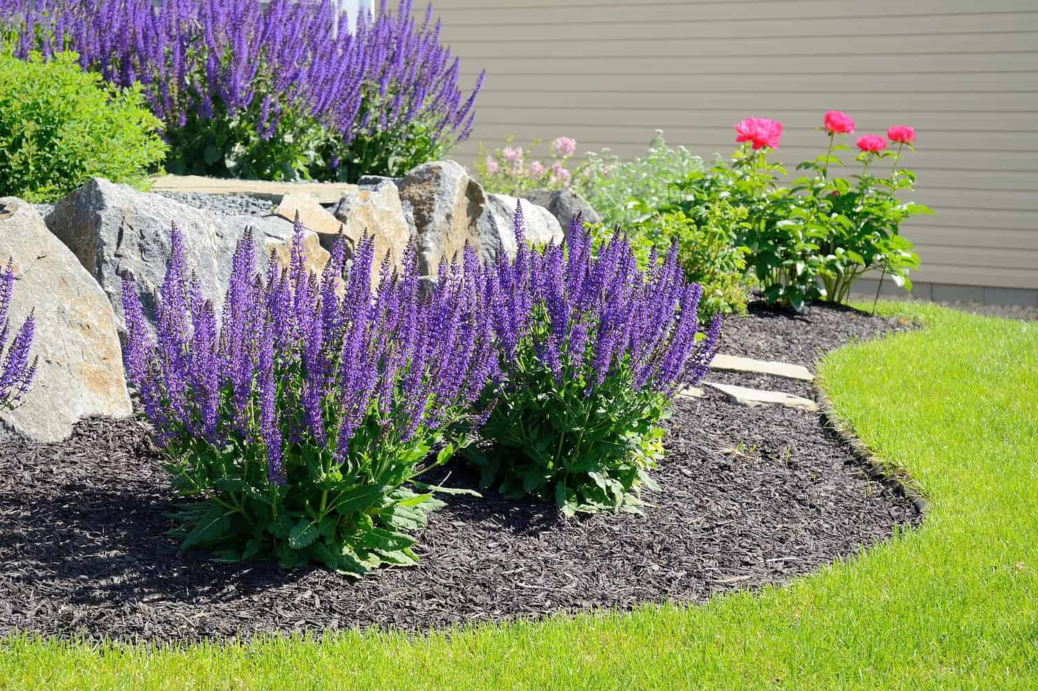 Purple flowers in a landscaped garden, neatly arranged mulch, green grass, large decorative rocks, blooming pink flowers in the background, a well-maintained outdoor space