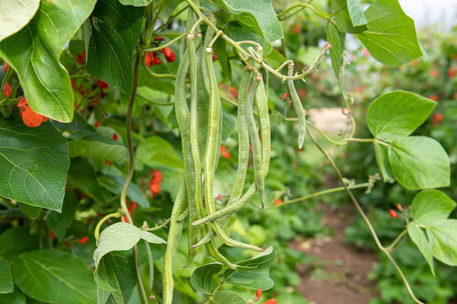 Scarlet Runner Beans with heart-shaped leaves in garden row, small red flowers visible in background