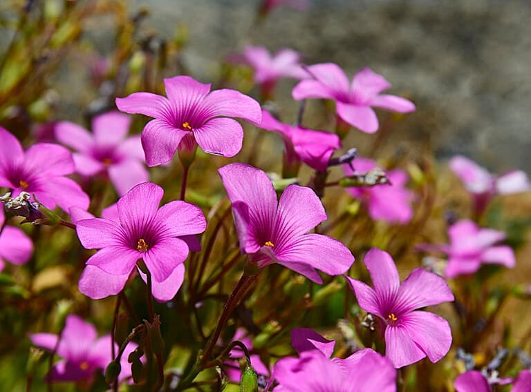 A cluster of small bright pink flowers with five petals each, green stems visible beneath, blue frame around image, white checkmark in top right corner